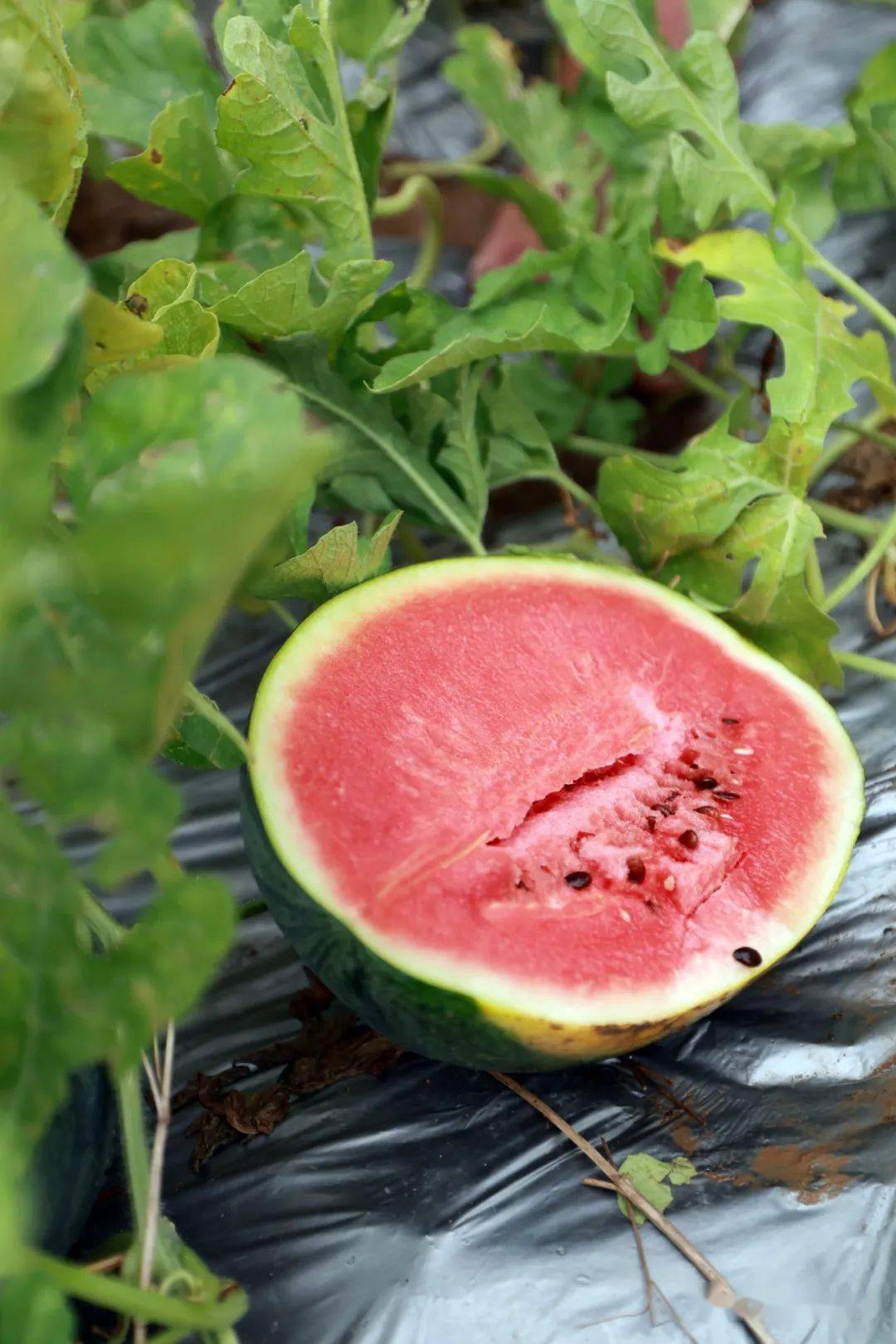 在南沙开启"吃瓜模式"!_西瓜_小南_品种