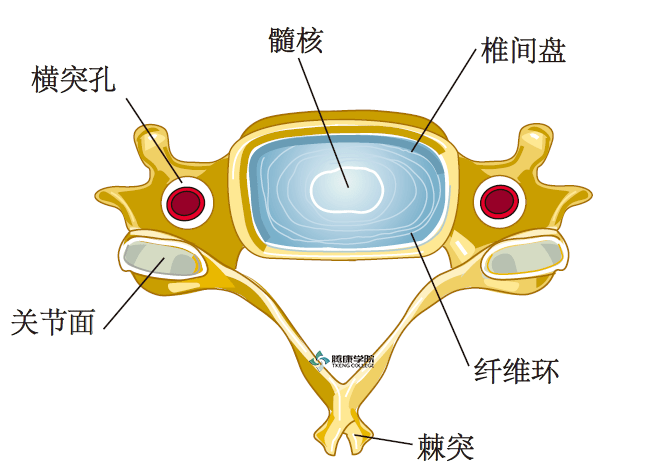 疼痛解剖学 颈椎间盘疾病的命名