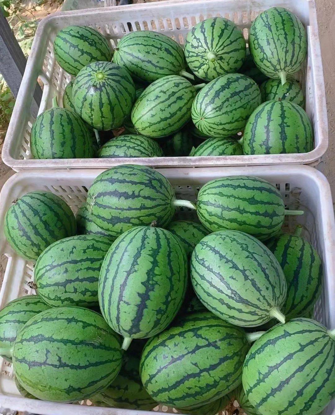 4北京四季阳坤农业科技发展有限公司园区内主要种植l600特色小西瓜,皮