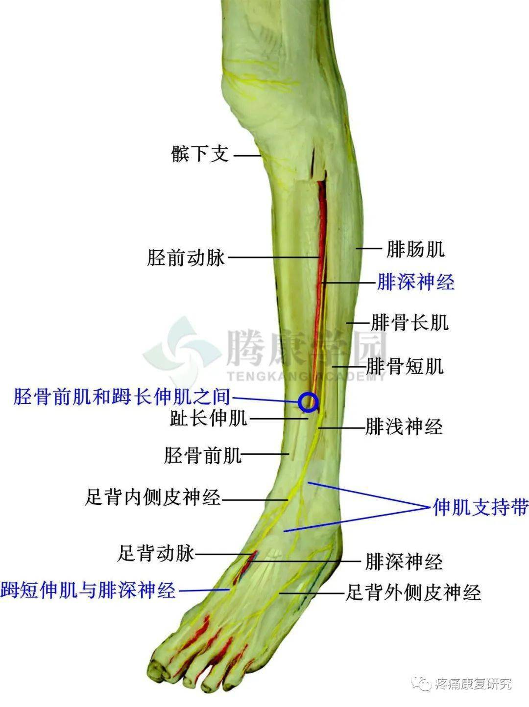 汇总 坐骨神经及其分支易卡压点的解剖