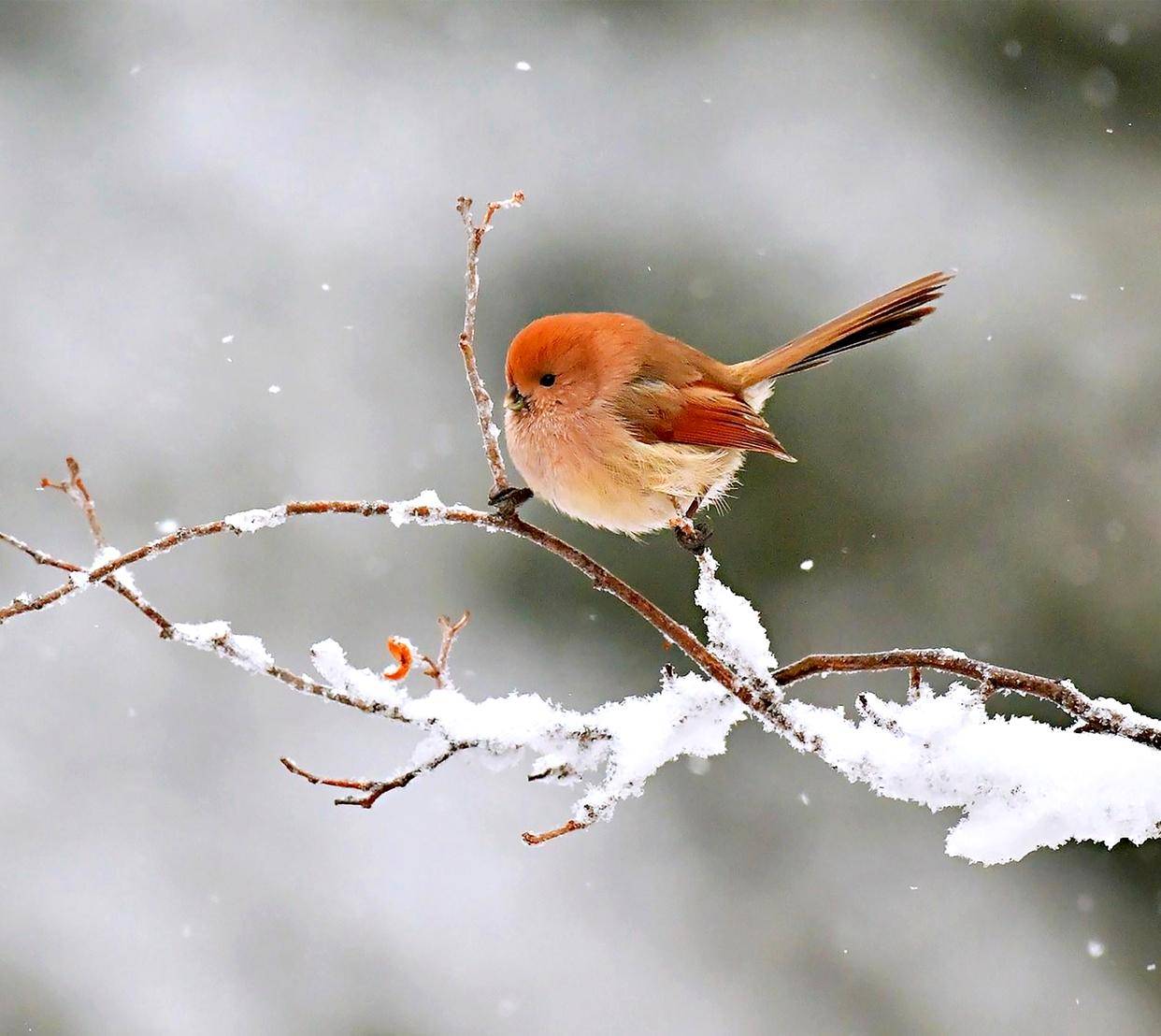 北京常见冬候鸟——棕头雅雀北京常见留鸟——翠鸟市园林绿化局副局长