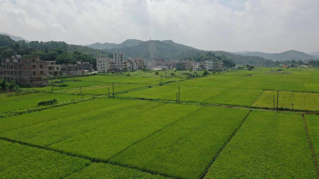 新兴县车岗镇:昔日荒地披上"绿衣" 换上"新颜"_工作思路_耕地_发展