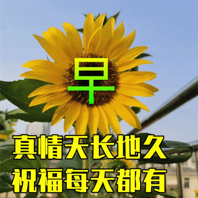 6月8日最漂亮早上好动态表情图片大全,早晨好动图美图大全_祝福_亲爱