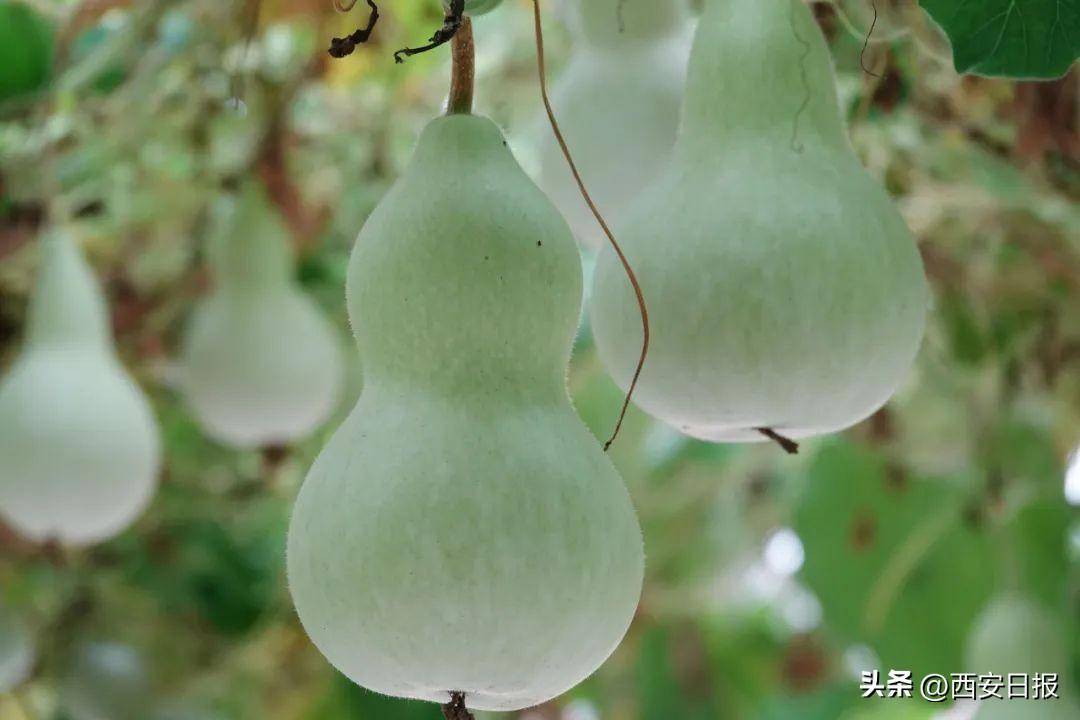 吃苦葫芦瓜为什么会食物中毒?