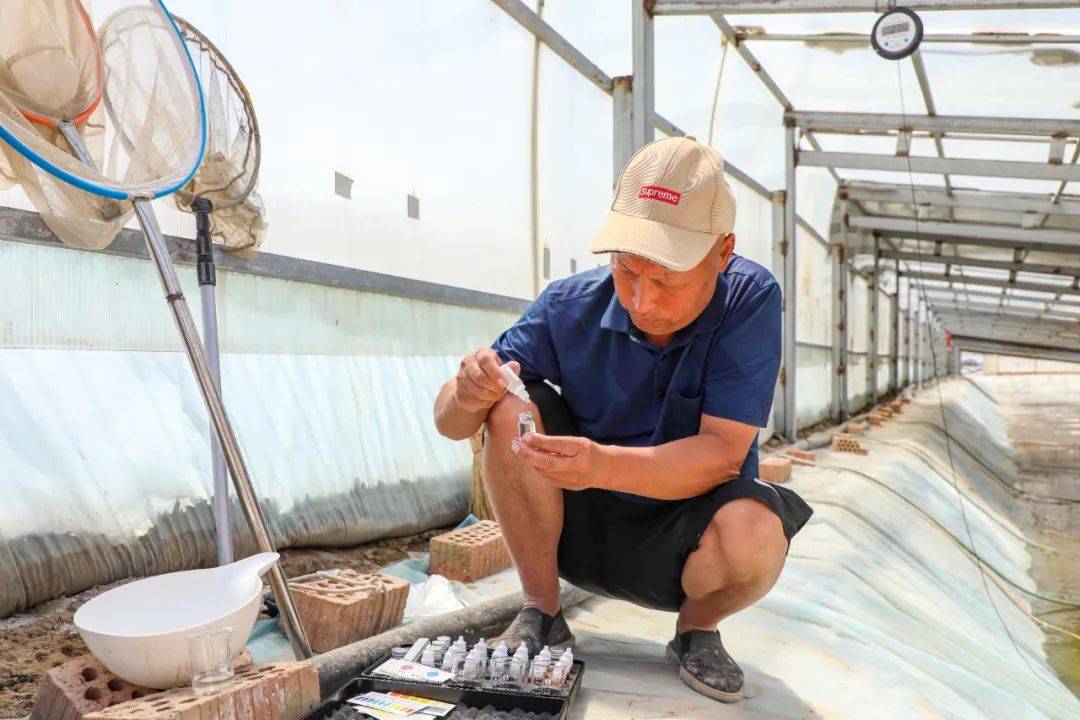 精河县南美白对虾"游"出产业致富路_养殖_王效顶_池塘