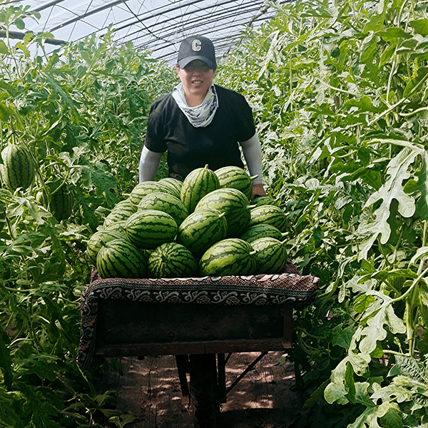 大兴瓜农都能在这免费展示_sdfd_庞各庄_品种
