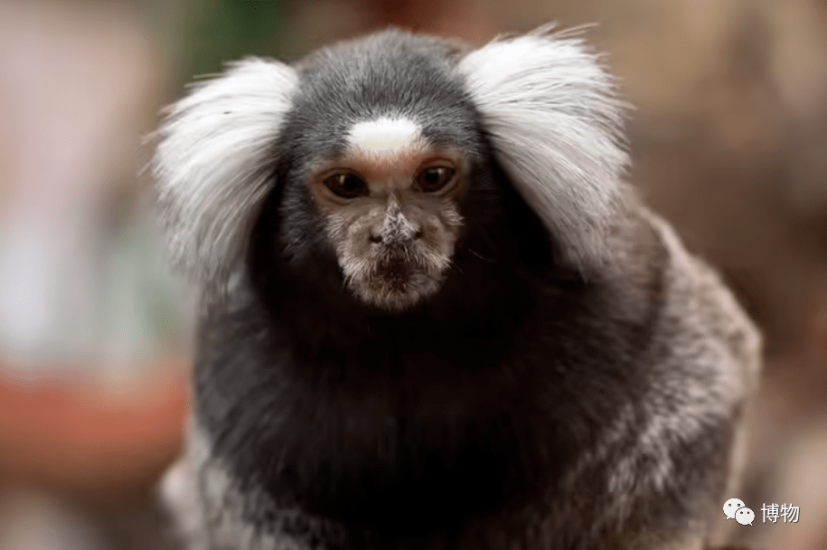 亞種,比較有名的還有侏儒狨猴(pygmy marmoset)——世界上最小的猴子