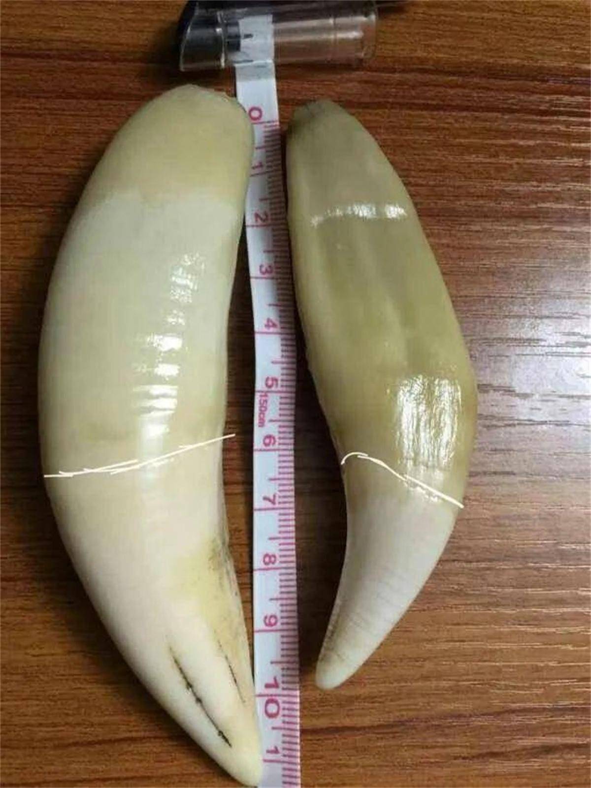 38张"活久见"的图片,看完让你眼界大开_大猩猩_器官_世界