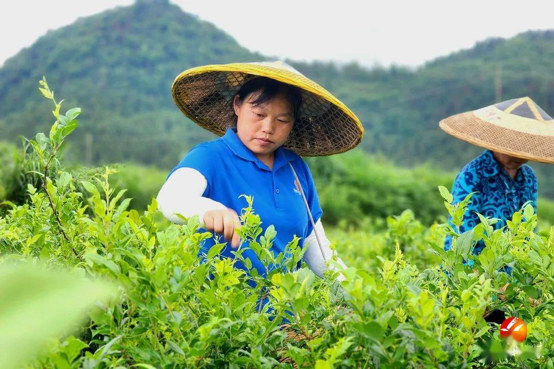 夏山如碧 又見農戶採茶忙_種植_黃先_長樂