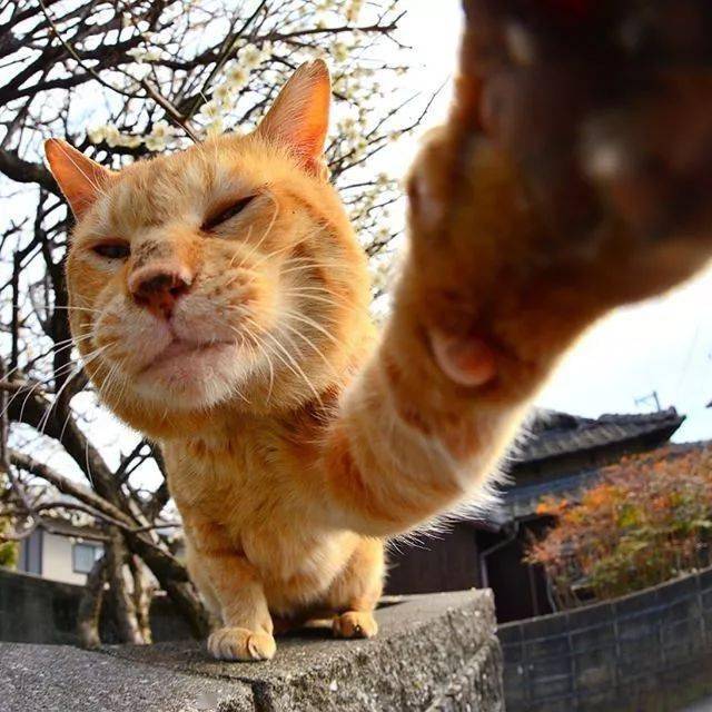 喵星人的自拍照,这镜头感,这艺术感