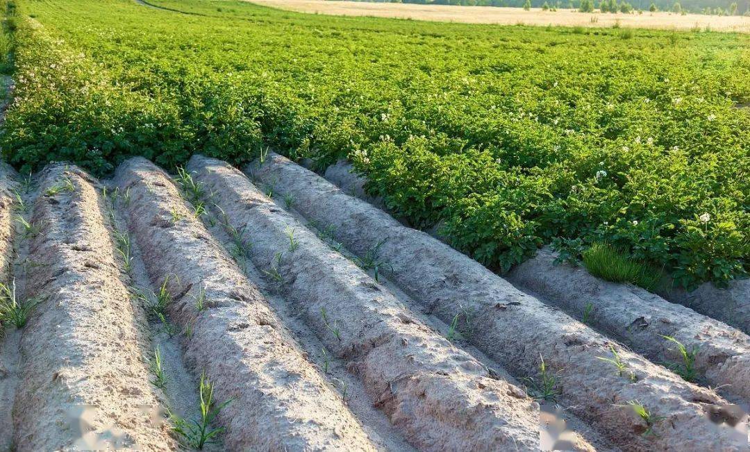 琥珀——恐龙时代的封印者,高考地理中的垄作耕作法_作物_土壤_树脂