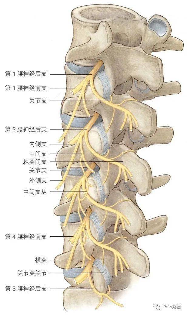 腰椎神经根支配区域图图片