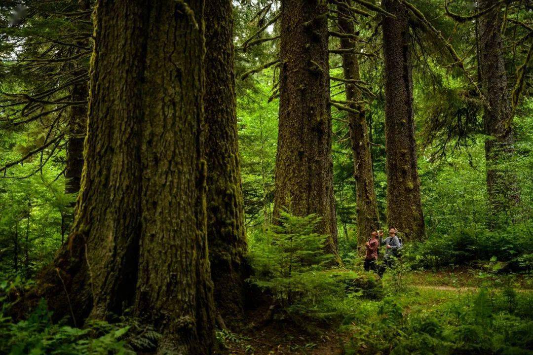 photo:destination bc/@calsnape为野生动物提供了绝佳栖息地群山连绵