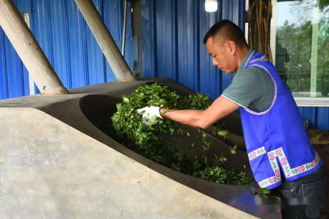 作者简介:马哲峰,勐腊县首届普洱茶文化传播大使,中国国际茶文化研究