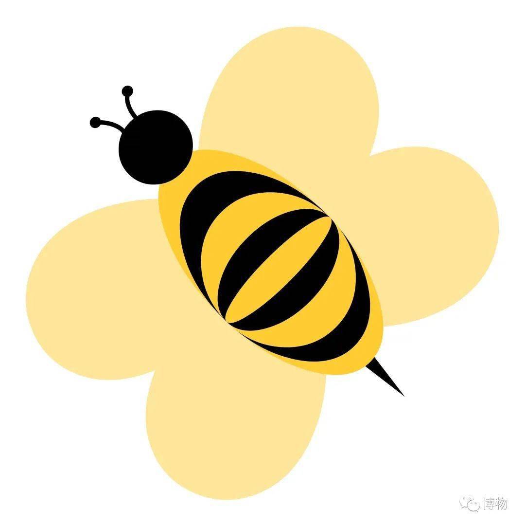 新蜂王婚飞后,蜂群裂变,老蜂王另建新家.