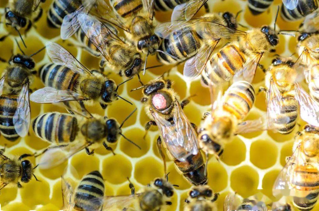 蜂王_幼虫_蜂群