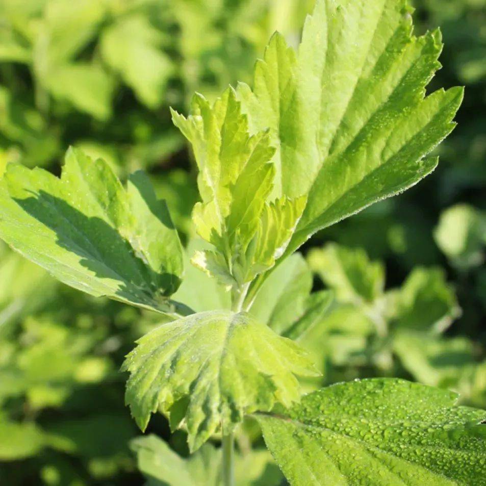 来自伏牛山的野生艾草三件套,夏天用可太"香"了!_艾绒_枕头_盘香