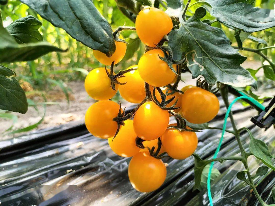 超好吃的黄妃小番茄来了,别错过啦~_青田_果实_地点