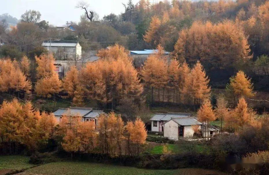 【武山十景出炉】打卡桦林秋韵_疏松_土质_时节