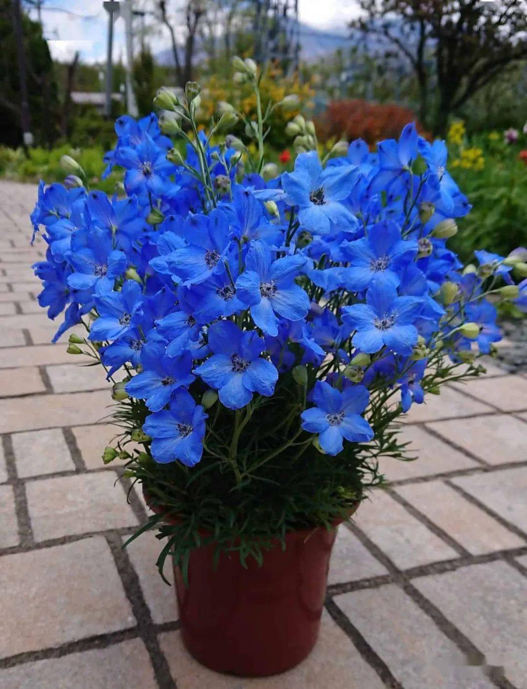 璀璨星河 天蓝色璀璨星河 淡蓝色迷雾精灵大花飞燕草 迷雾精灵株高:90