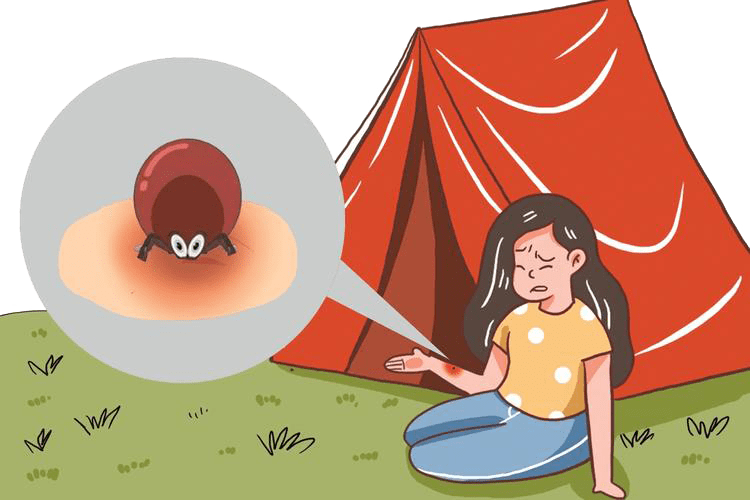 已到蜱虫活跃期请收下这份防蜱攻略_宿主_皮肤_部位