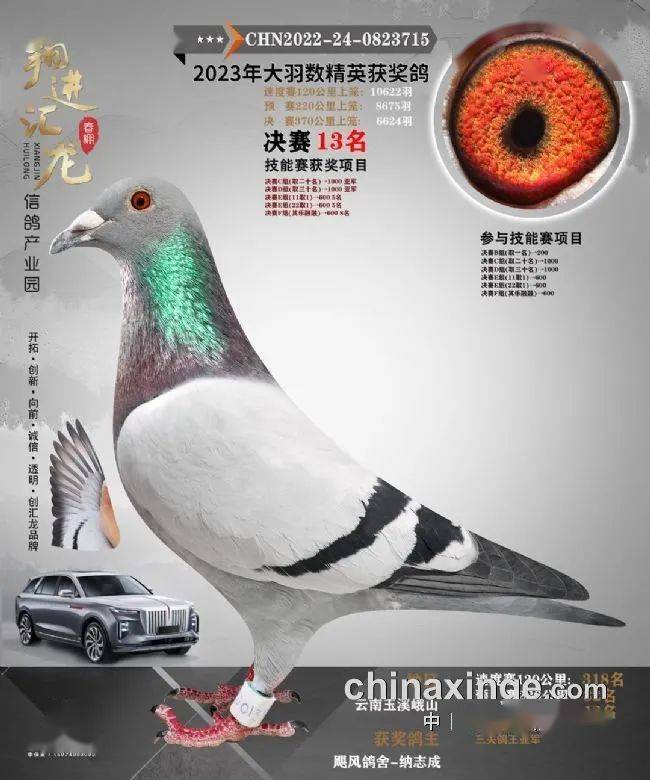 2023年第四个春棚决赛冠军:大理鸽友荣登桂冠2023年