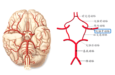 大脑动脉环模式图图片