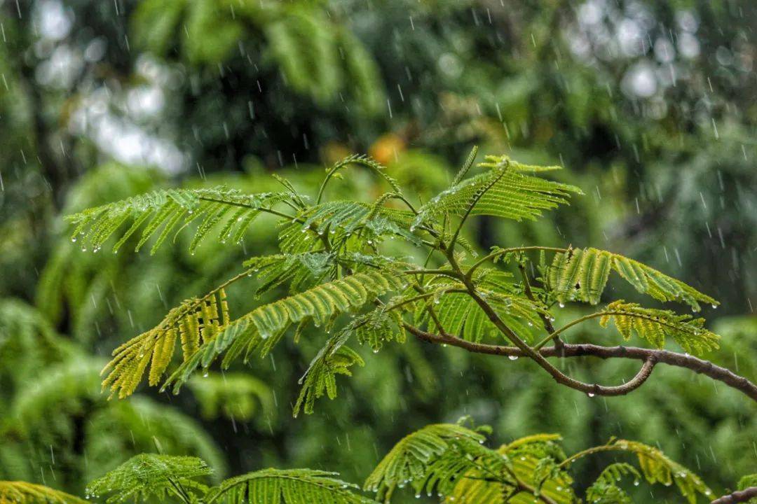 夏雨唐·王駕非惟消旱暑,且喜救生民.天地如蒸溼,園林似卻春.