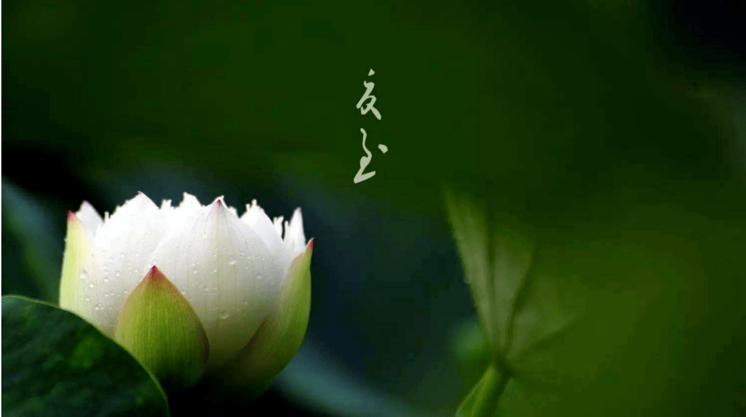 夏日炎炎，身体需外排，喝杯热茶助力！_夏天_人生_最好的