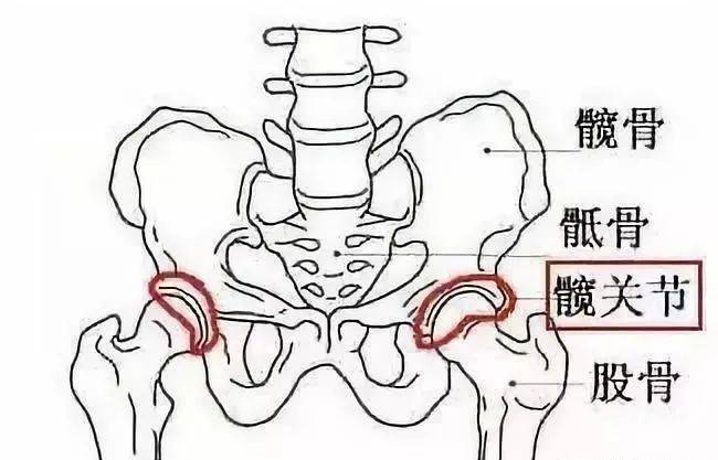 臀骨位置图图片