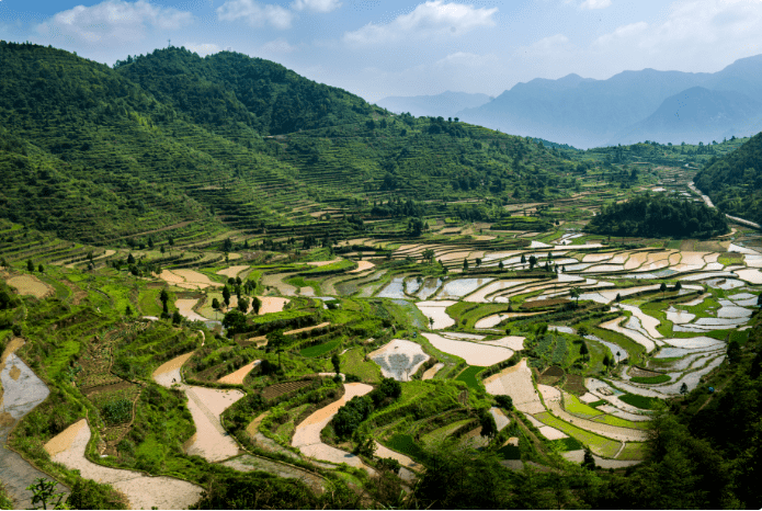 花海浩瀚中的茗岙梯田