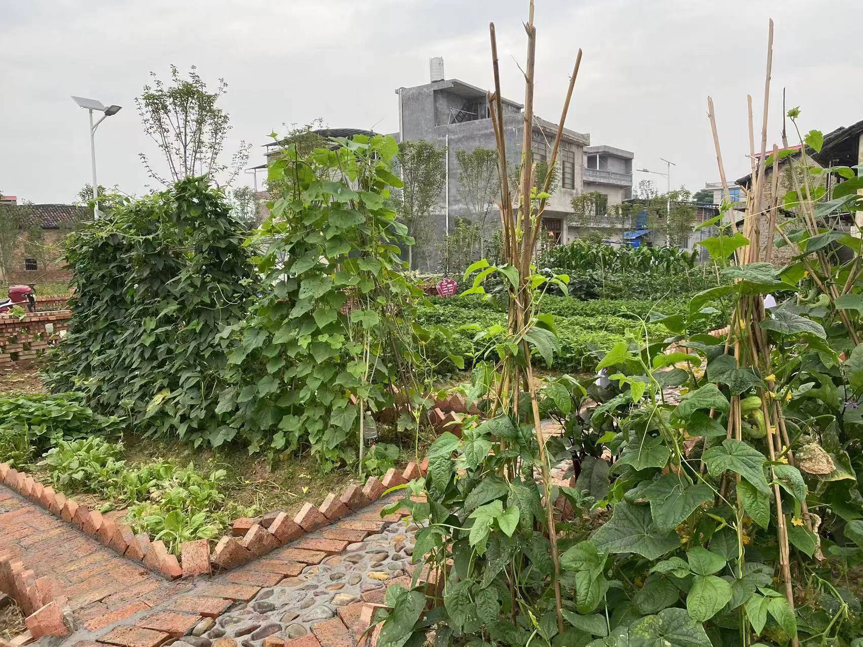 江永县桃川镇:创新"四共"模式 建设爱心"邻菜园"_村民_整治_全镇