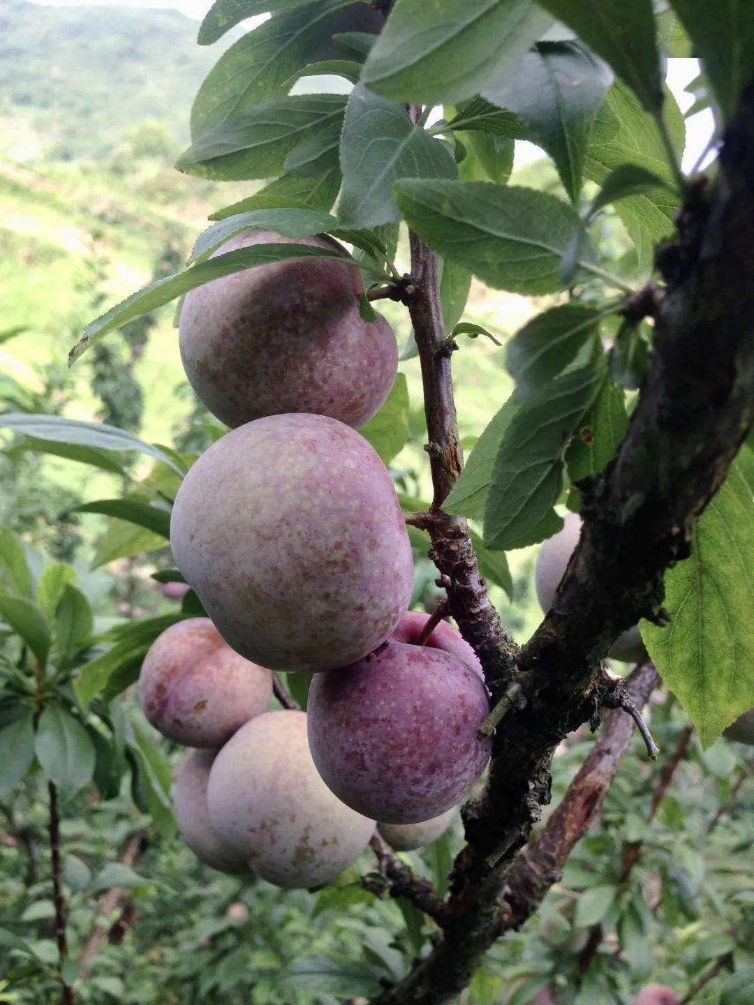 遂昌云峰的鸡心李开始认购了!好多人都在抢…_李子_龙口_公益