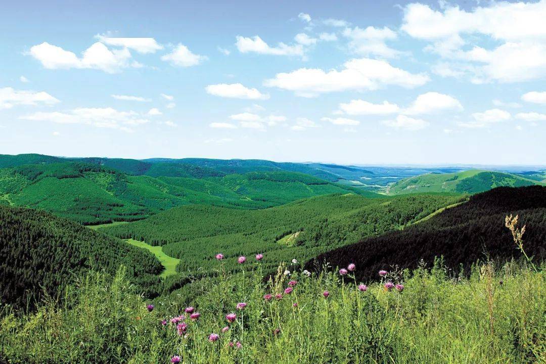 14张对比照片,见证中国沙区黄绿之变_塞罕坝_治沙_柯柯牙