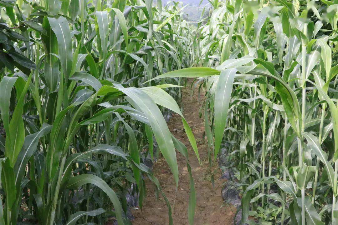 旧州镇:千亩高粱含苞孕穗长势喜人 丰收在望