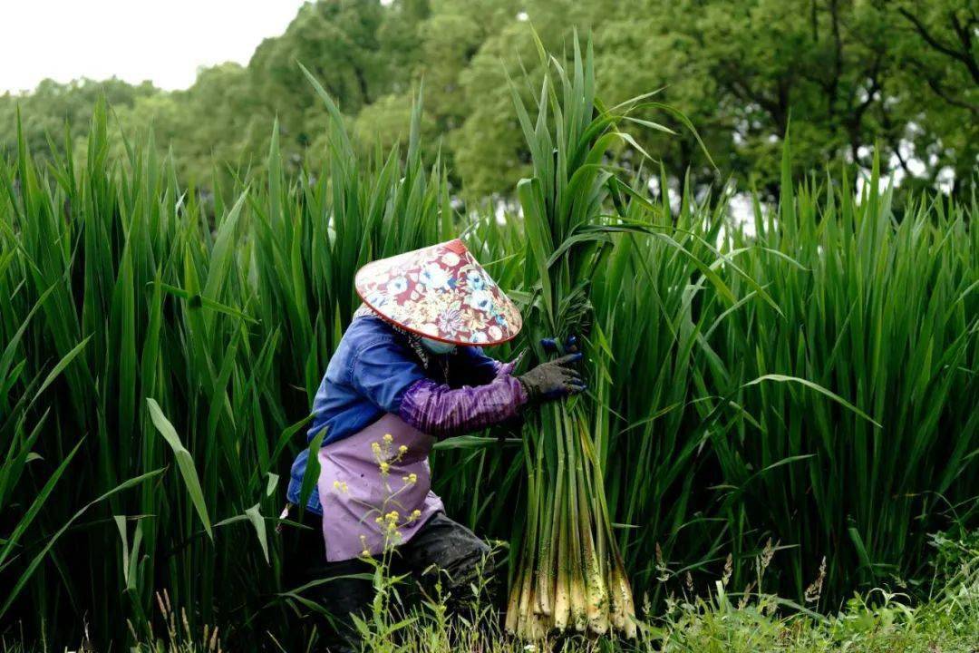 茭苗,菰米,雕胡饭 | 史良高_奶奶_家乡_茭白