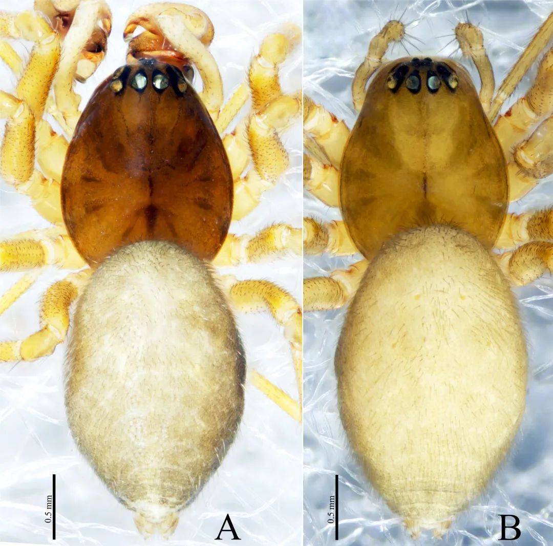 拇指帽蛛molestia pollicaris irfan, wang & zhang, 2023巫山印蛛