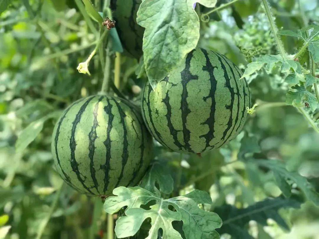 茶店拿比特小西瓜甜蜜"风暴"来袭!_种植_万山_就业