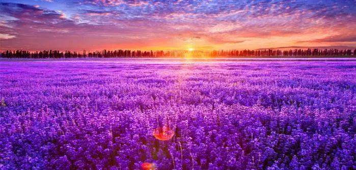 薰衣草,开了~_景区_花海_霍城县