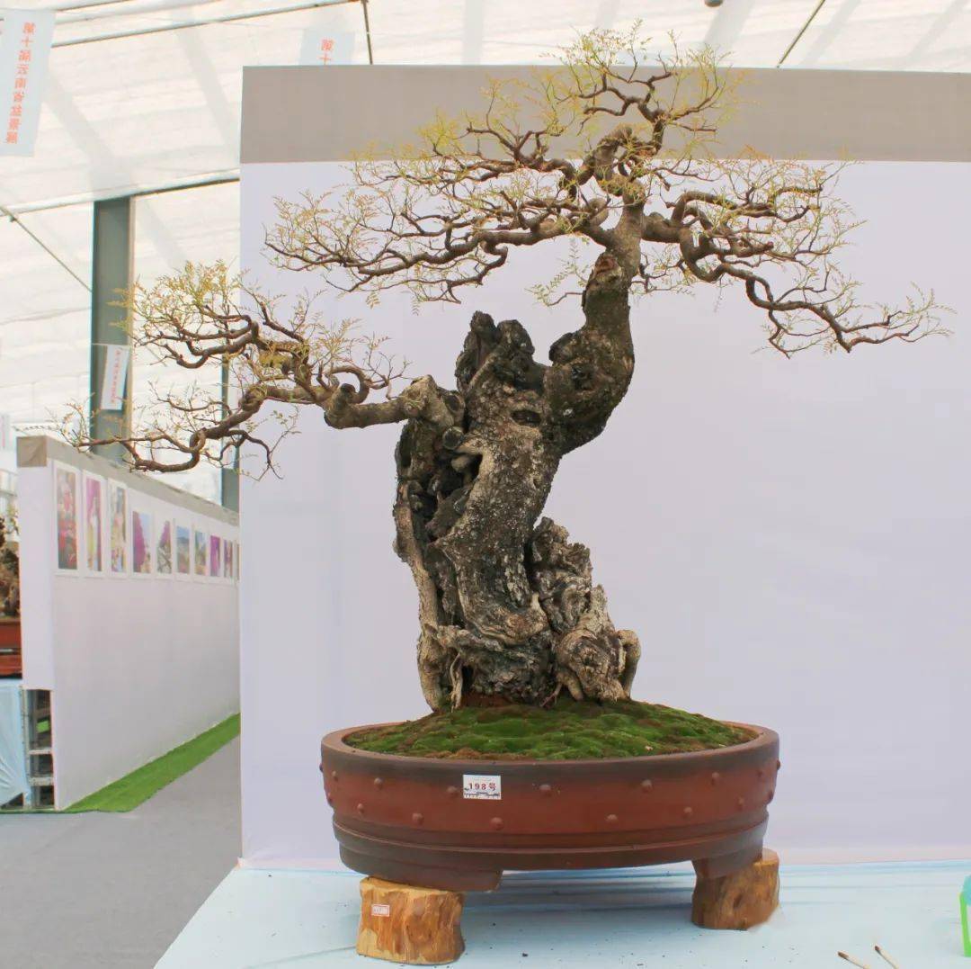 第十届云南省盆景展评选结果已出炉!_cm_规格_清香