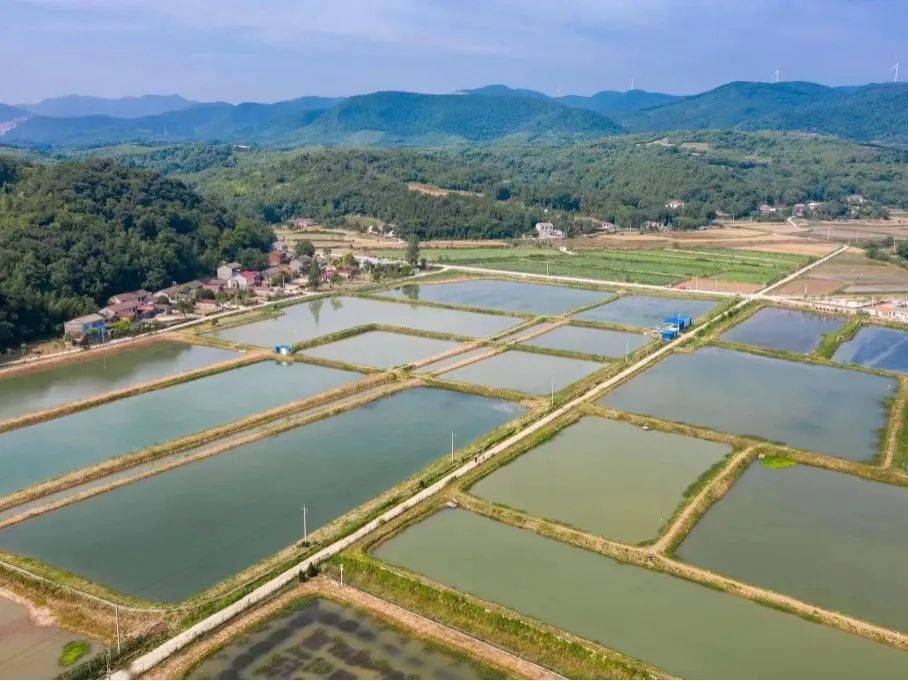 张家口小龙虾养殖基地图片