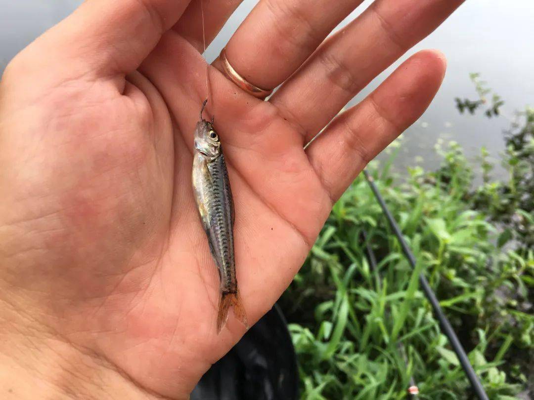 白条_商品_鳑鲏