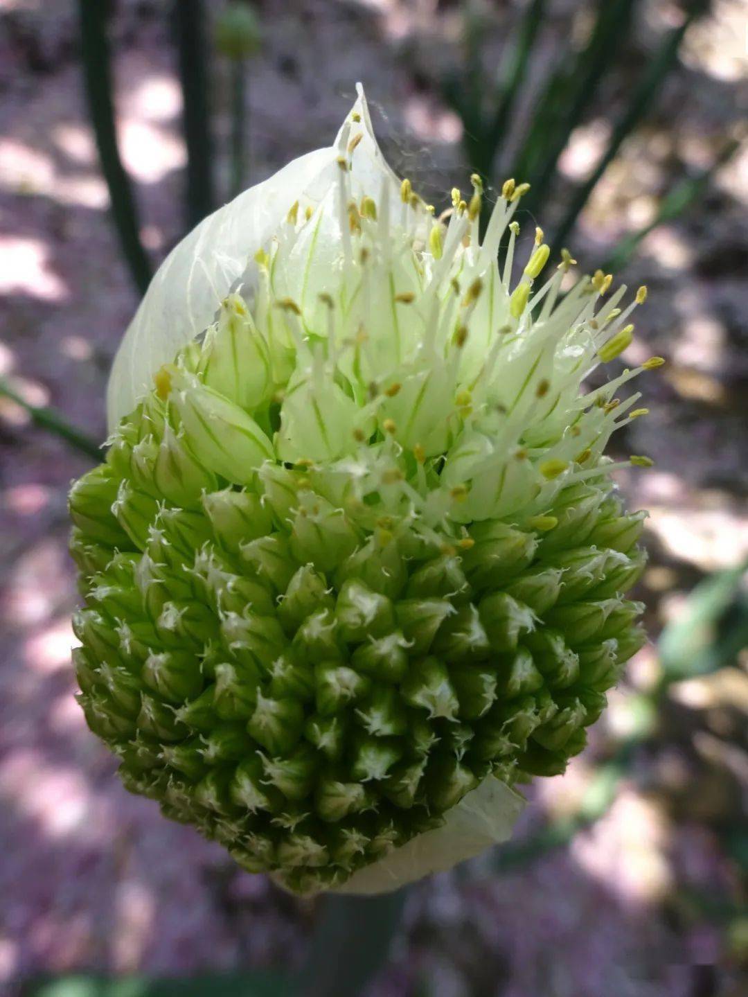 球状花序_东南乡_苍宇_李茂