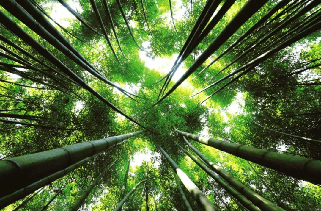 国家林草局｜到2025年 全国竹产业总产值突破7000亿元_发展_竹代_资源