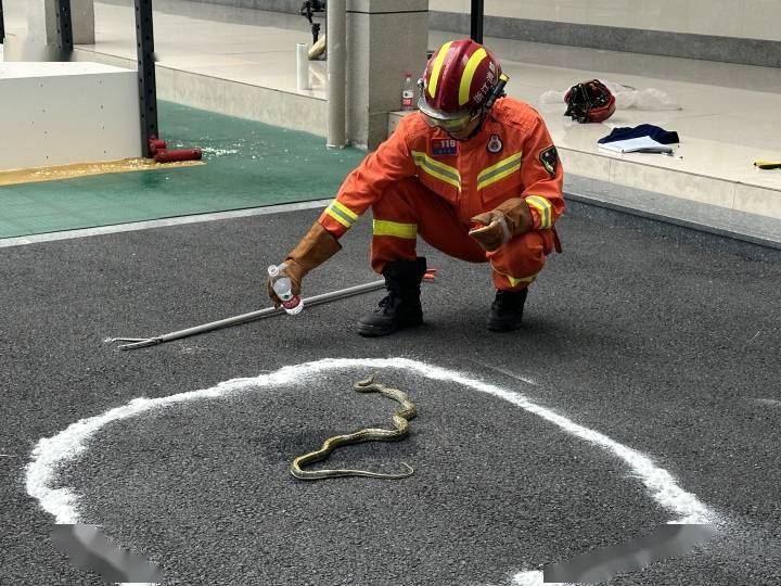 杭州入夏一个多月,消防员抓了300多条蛇_市民_实验_情况