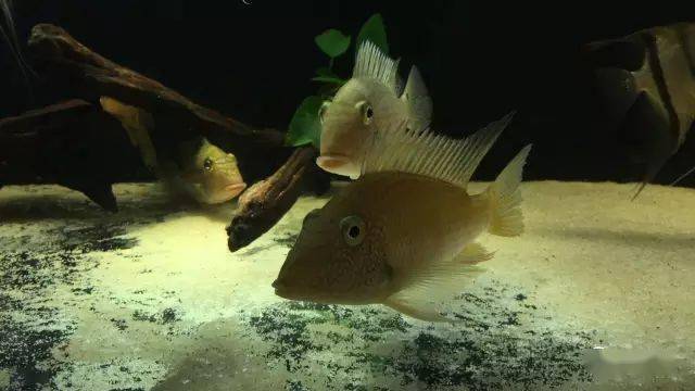 南美造景欣赏——食土鲷_水族_文章_问题