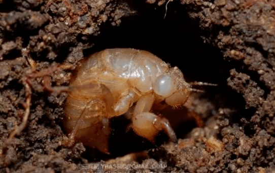 蝉的一生经过受精卵,幼虫,成虫三个阶段.进入夏天,早年产下的受精卵会