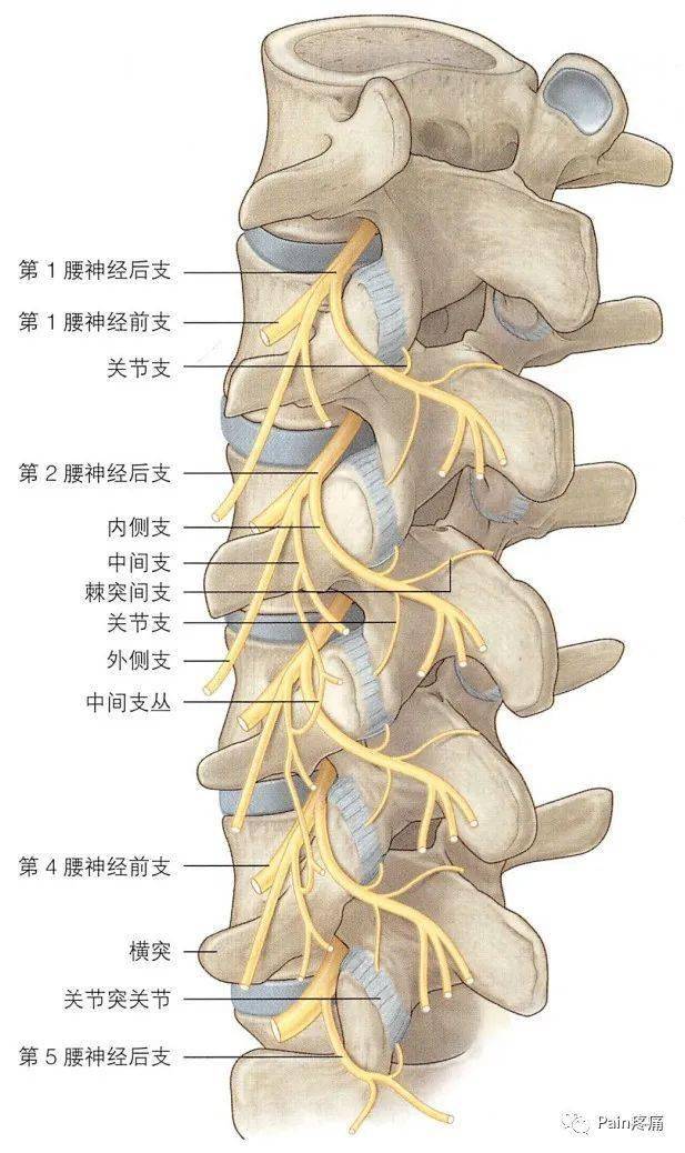 脊神经分支及其支配区