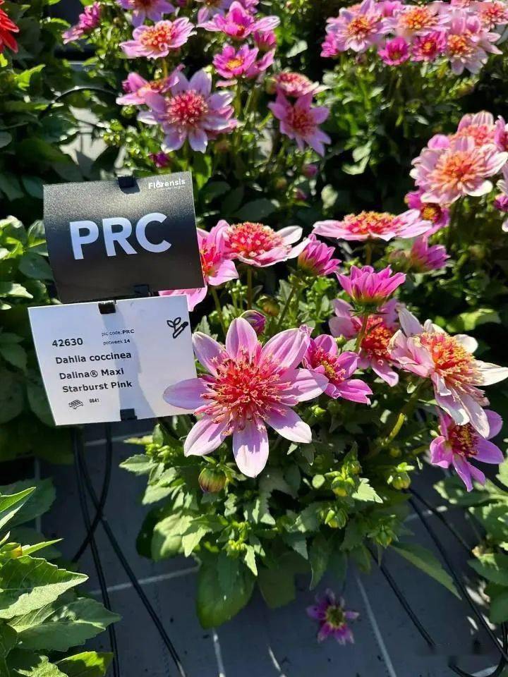 金刚 & 金刚玲珑泛美植物鼠尾草区域矮牵牛 蜂之膝飘香藤泛美植物的多