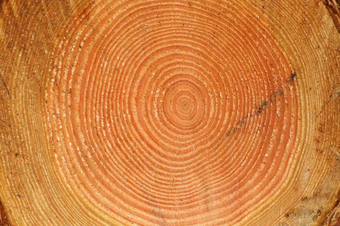 听说有的人数学很好,却不会数年轮?_树木_研究_摄影